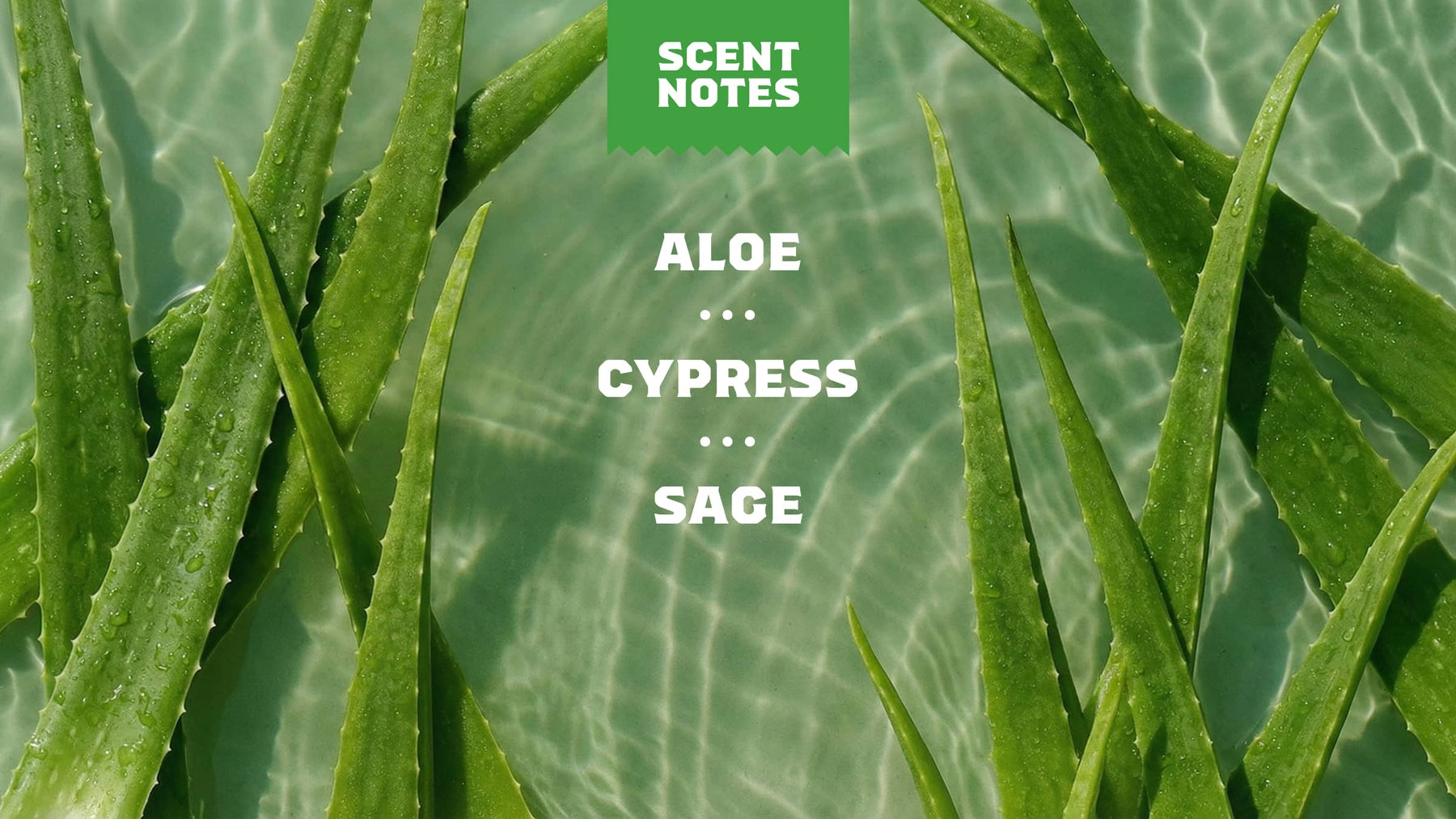 Cool Fresh Aloe Shampoo - Soft Glow - Travel Scented-Care